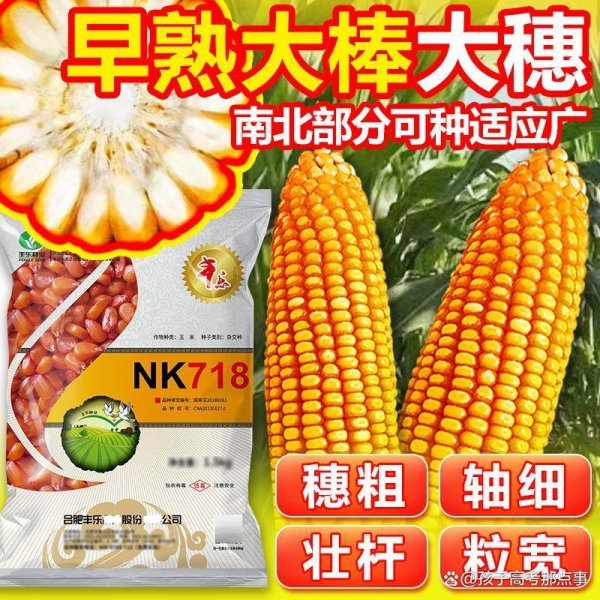 配资首选门户网站 双国审NK718玉米种：从黄淮海到西南，凭啥成为种植户心头好？
