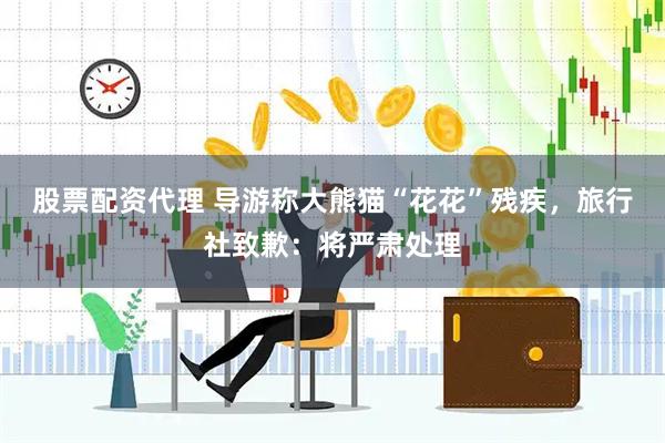 股票配资代理 导游称大熊猫“花花”残疾，旅行社致歉：将严肃处理